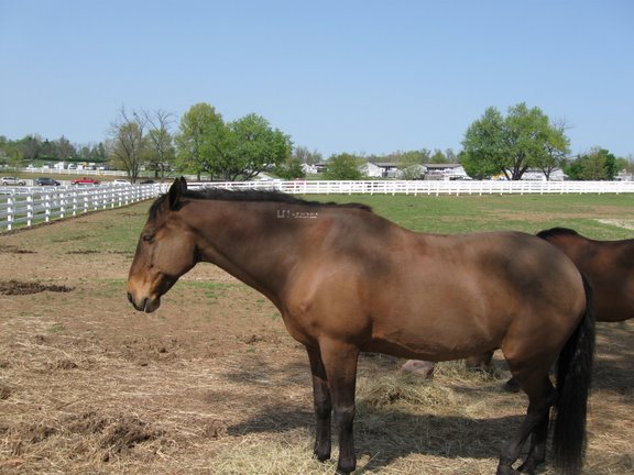 The Kentucky Horse Park