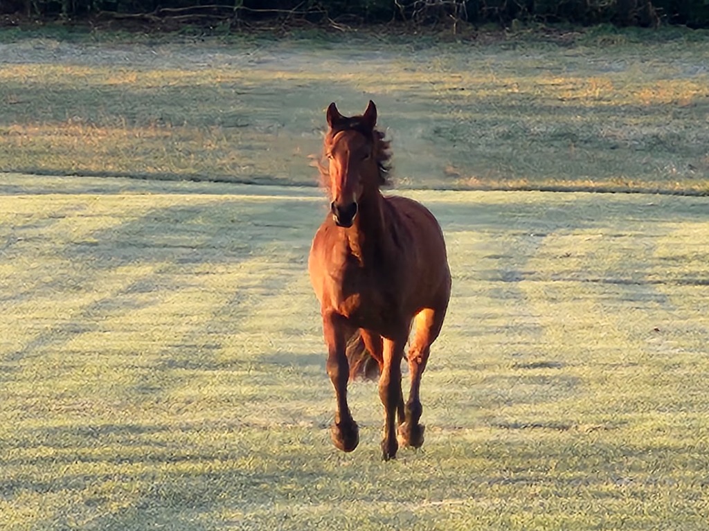 Galloping Horse in Morning Pasture at Queenslake