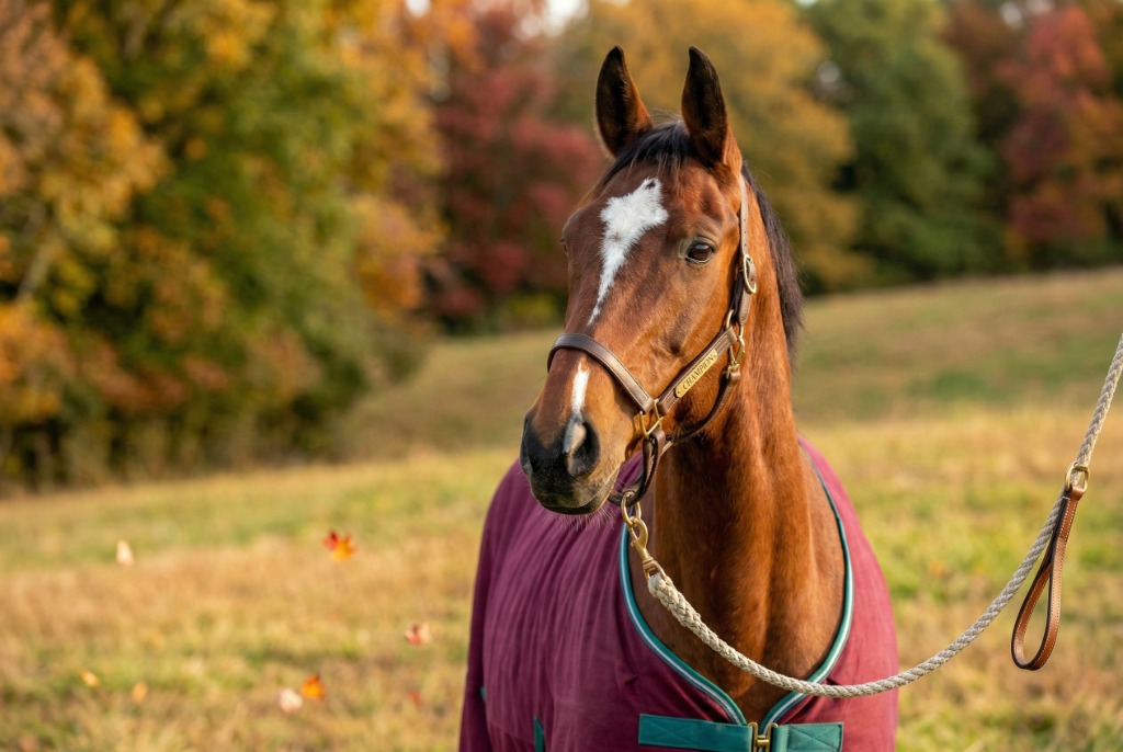 Champion Thoroughbred Horse at Queenslake