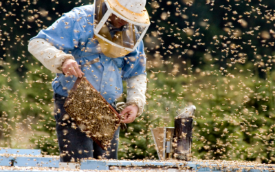Beekeeping at Queenslake: Dive into the Buzzing World of Bees!