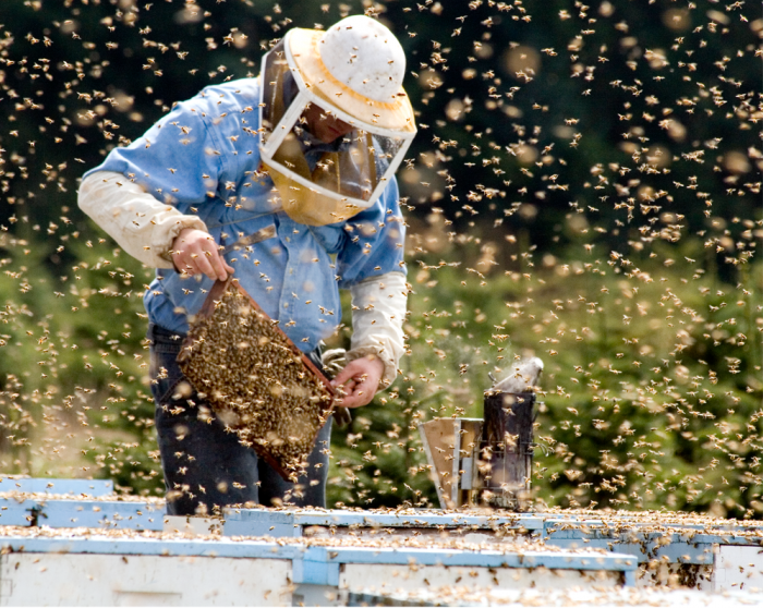 Beekeeping at Queenslake: Dive into the Buzzing World of Bees!